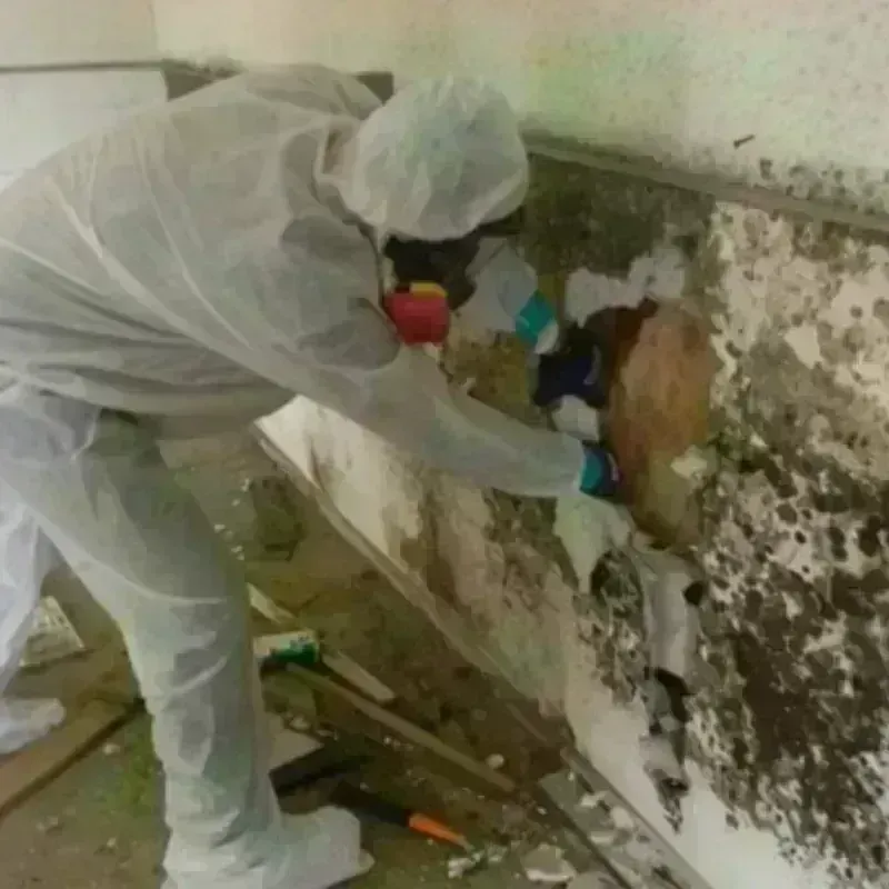 Mold Remediation and Removal in Loudoun County, VA